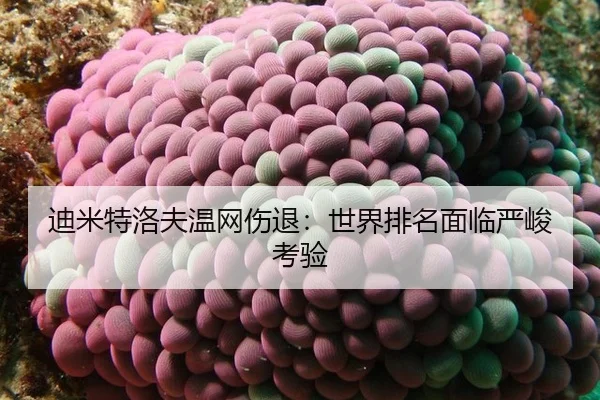 迪米特洛夫温网伤退：世界排名面临严峻考验